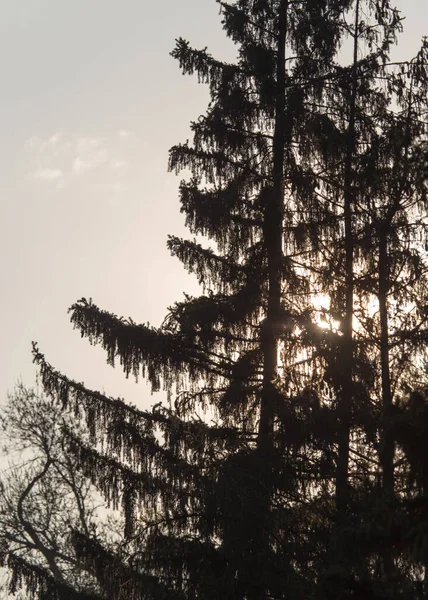Träd Grenar Mot Bakgrund Solnedgången — Stockfoto