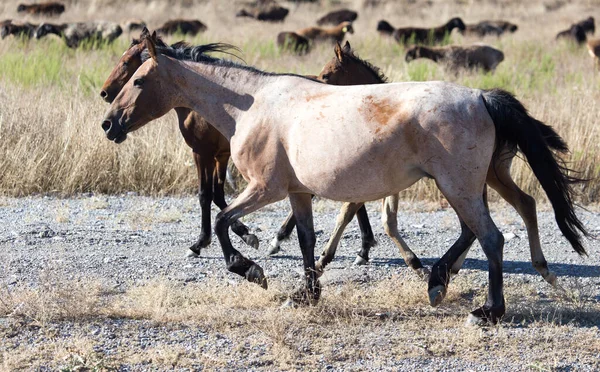 Cheval Dans Pâturage Dans Désert — Photo