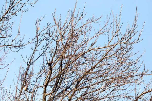 Mavi Gökyüzüne Karşı Yapraksız Ağaç Dalları — Stok fotoğraf