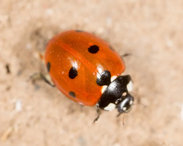 Coccinelle Sol Dans Nature Dans Parc Dans Nature — Photo