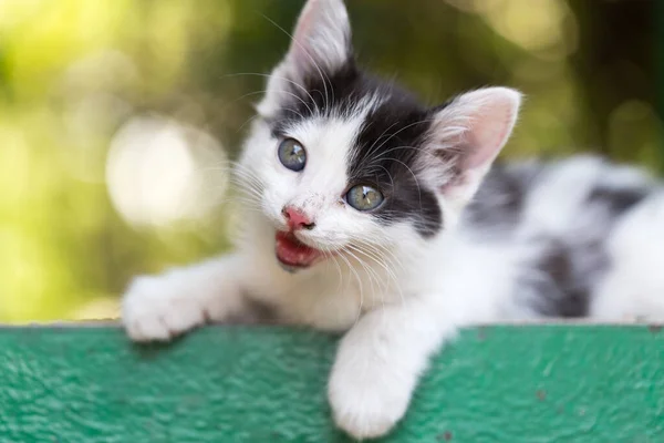 Doğada Güzel Küçük Bir Kedi Yavrusu Doğadaki Parkta — Stok fotoğraf