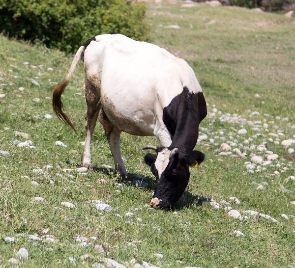 在大自然的牧场里放牛 在大自然的公园里 — 图库照片