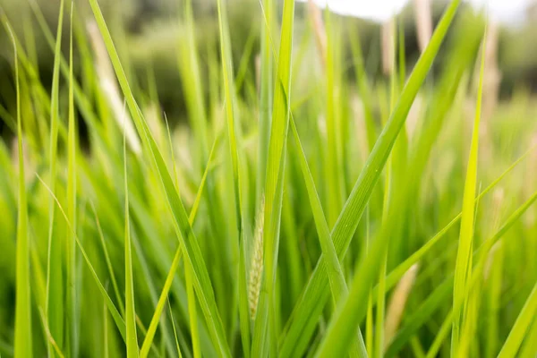 Grünes Gras Der Natur Als Hintergrund — Stockfoto