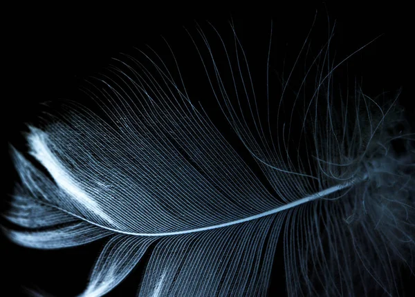 Feather Inversion Black Background — Stock Photo, Image