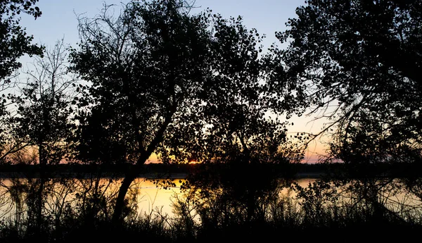 Silhouette Arbre Sur Rivière Sur Fond Coucher Soleil — Photo