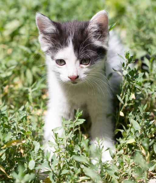 Doğada Güzel Küçük Bir Kedi Yavrusu Doğadaki Parkta — Stok fotoğraf