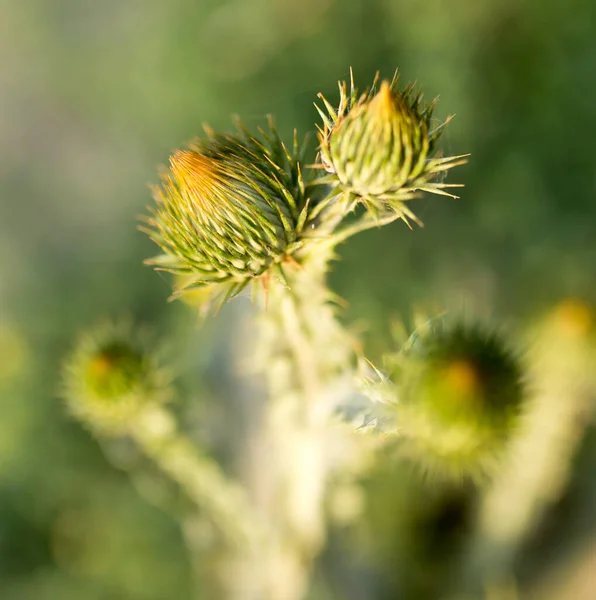 Pączek Kolczastej Rośliny Przyrodzie — Zdjęcie stockowe