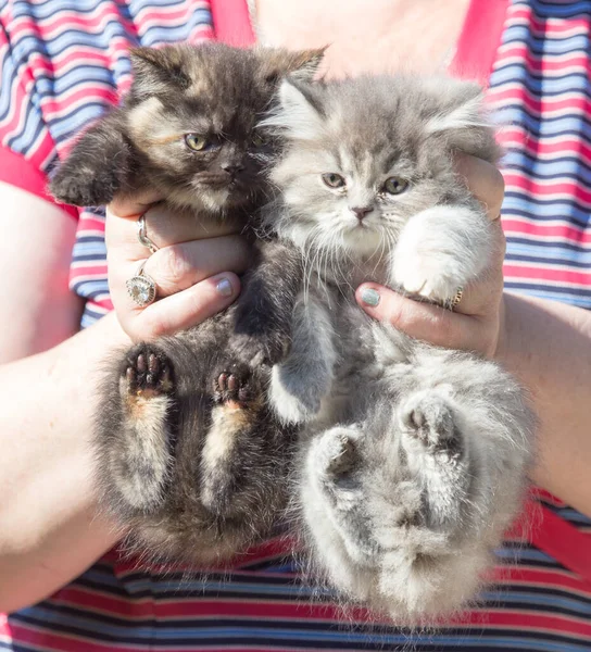 Twee Pluizige Katjes Hand Het Park Natuur — Stockfoto