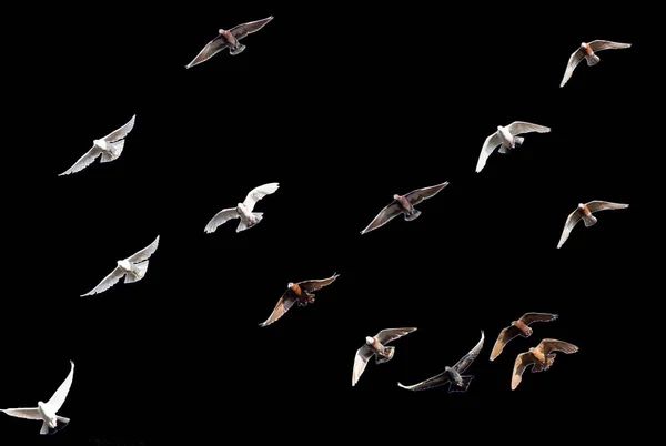 Bandada Palomas Sobre Fondo Negro — Foto de Stock