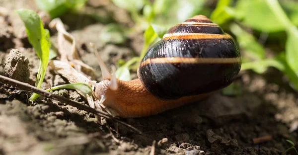 Šneky Zemi Přírodě Parku Přírodě — Stock fotografie