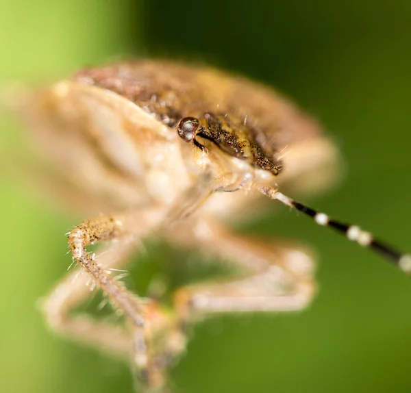 Insektsskunk Naturen Makro Parken Naturen — Stockfoto