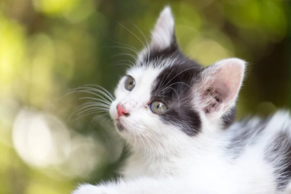 Vacker Liten Kattunge Naturen Parken Naturen — Stockfoto