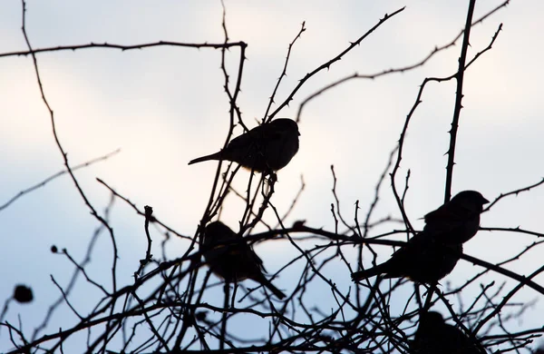 Σπουργίτια Πουλιών Ένα Δέντρο Στον Ήλιο Της Ανατολής — Φωτογραφία Αρχείου