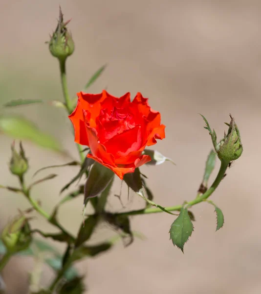 Bela Rosa Natureza Parque Natureza — Fotografia de Stock