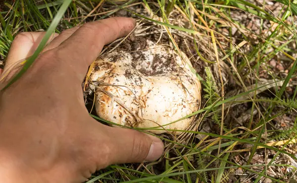 Ätlig Svamp Handen Naturen Parken Naturen — Stockfoto