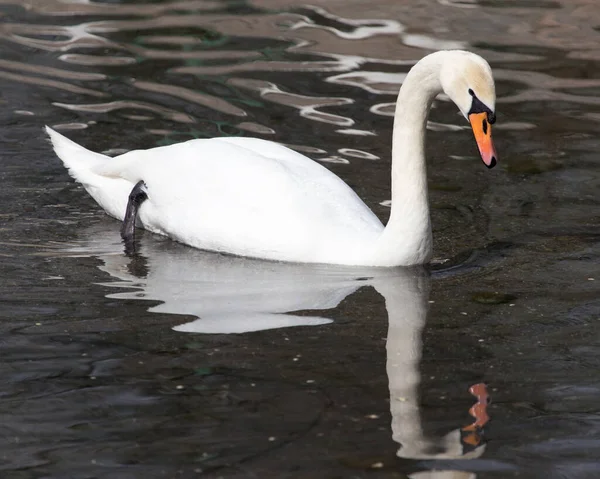 Cygne Blanc Flottant Sur Lac Dans Parc Dans Nature — Photo