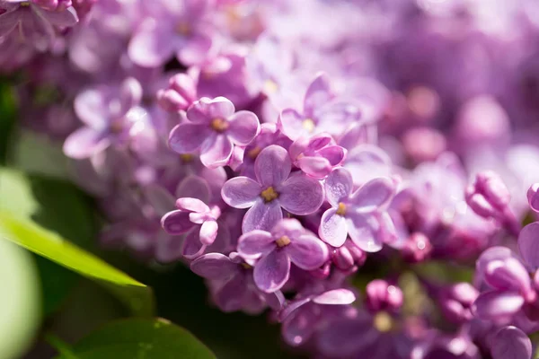 Mooie Lila Bloemen Natuur Het Park Natuur — Stockfoto