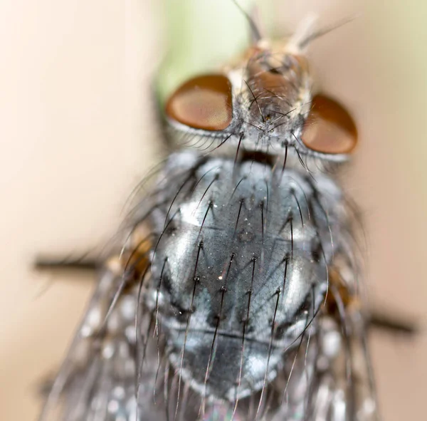 Létat Přírodě Super Makro Parku Přírodě — Stock fotografie