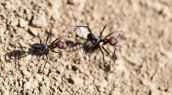 Hormiga Tierra Seca Macro Parque Naturaleza — Foto de Stock