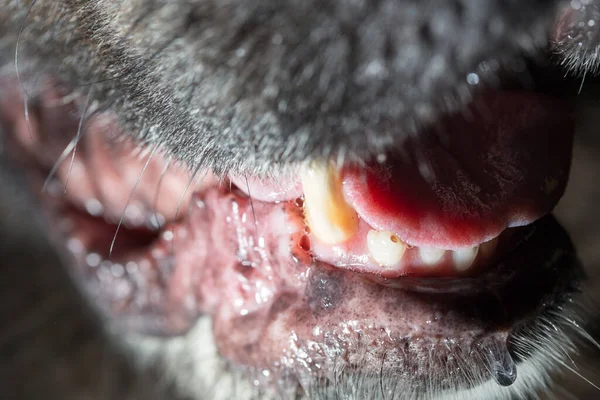 Dentes Grandes Cão Preto Macro — Fotografia de Stock