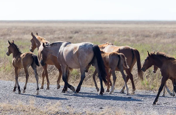 Ein Pferd Auf Einer Weide Der Wüste — Stockfoto