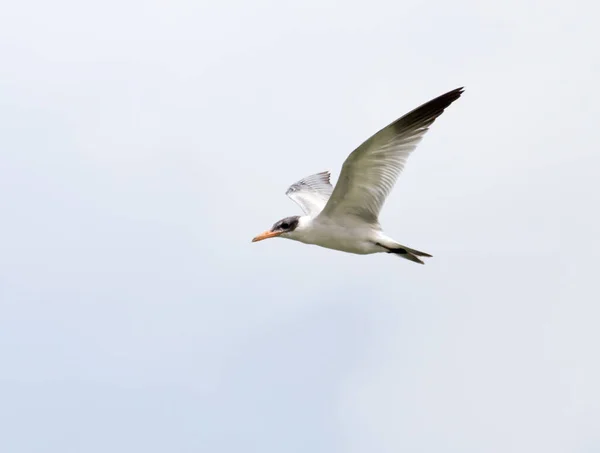 空を飛ぶカモメだ 自然公園で — ストック写真