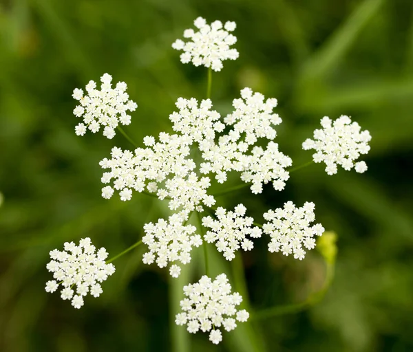 Bellissimo Fiore Bianco Natura Nel Parco Nella Natura — Foto Stock