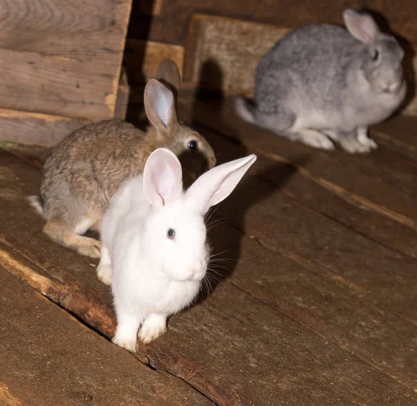 Growing Rabbits Farm Park Nature — Stock Photo, Image