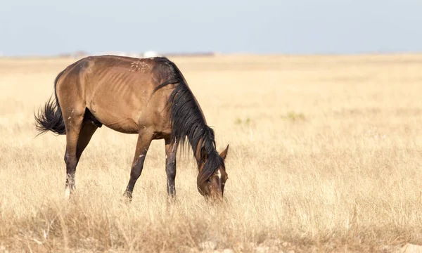 Cheval Dans Pâturage Dans Désert — Photo