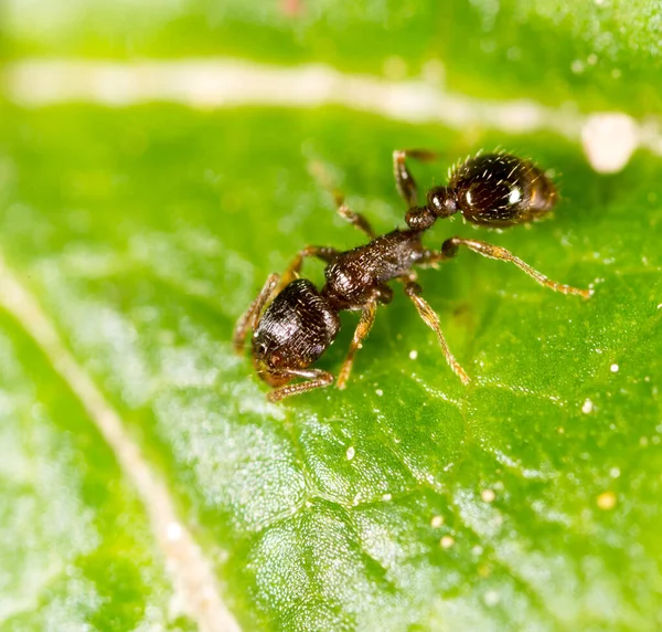 Mravenec Zeleném Listu Makro Parku Přírodě — Stock fotografie