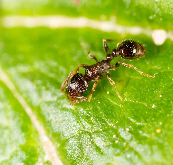 Myra Ett Grönt Löv Makro Parken Naturen — Stockfoto