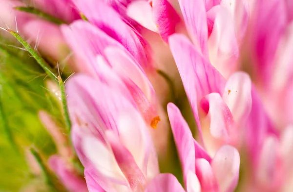 Fiore Trifoglio Rosso Natura Nel Parco Nella Natura — Foto Stock