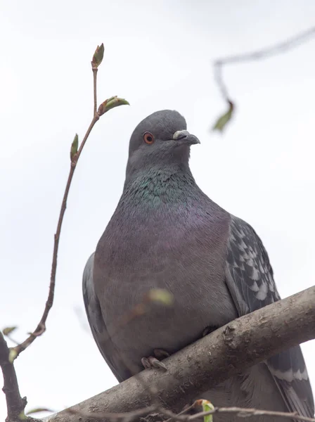 自然の中で木の上に鳩 自然公園で — ストック写真