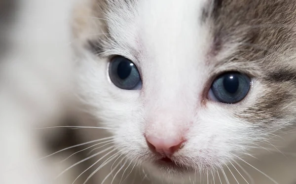 Küçük Bir Kedi Yavrusunun Portresi Doğadaki Parkta — Stok fotoğraf