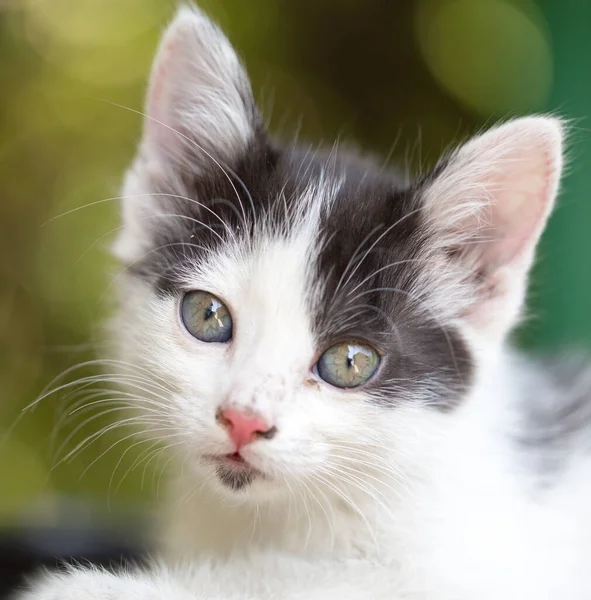 Gatinho Pequeno Bonito Natureza Parque Natureza — Fotografia de Stock