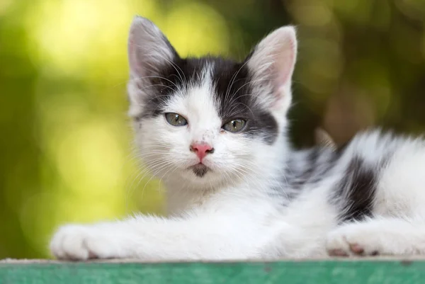 Doğada Güzel Küçük Bir Kedi Yavrusu Doğadaki Parkta — Stok fotoğraf