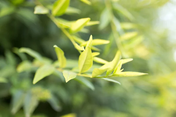 Foglie Verdi Sull Albero Natura — Foto Stock