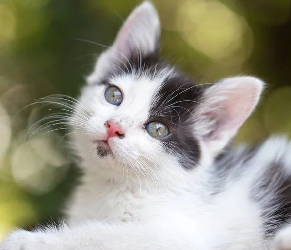 Doğada Güzel Küçük Bir Kedi Yavrusu Doğadaki Parkta — Stok fotoğraf