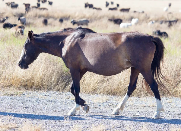 Cavalo Pasto Deserto — Fotografia de Stock