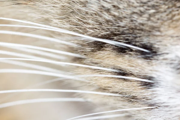 Gato Pelo Como Telón Fondo Macro Foto Una Textura Abstracta —  Fotos de Stock