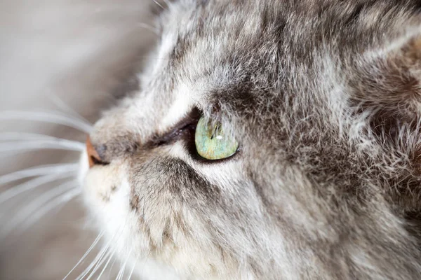 Porträt Einer Schönen Katze Der Natur — Stockfoto