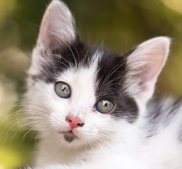 Beau Petit Chaton Sur Nature Dans Parc Dans Nature — Photo