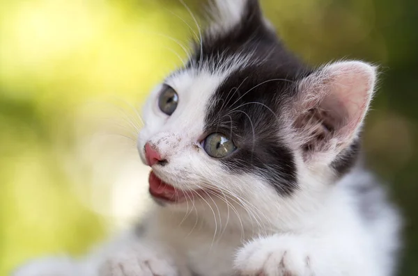 Doğada Güzel Küçük Bir Kedi Yavrusu Doğadaki Parkta — Stok fotoğraf