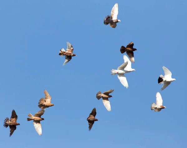 Bandada Palomas Cielo Azul Parque Naturaleza — Foto de Stock