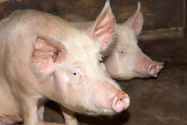 Porträt Einer Schweinemastanlage Park Der Natur — Stockfoto