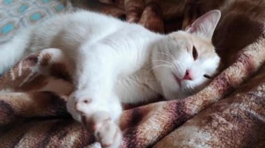 Battaniyenin üzerinde dinlenen güzel kedinin yakın çekim görüntüleri.