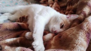 Battaniyenin üzerinde dinlenen güzel kedinin yakın çekim görüntüleri.