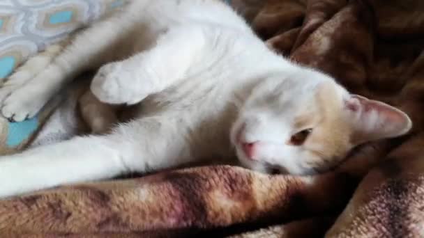 Крупным Планом Снимок Красивой Кошки Отдыхающей Одеяле — стоковое видео