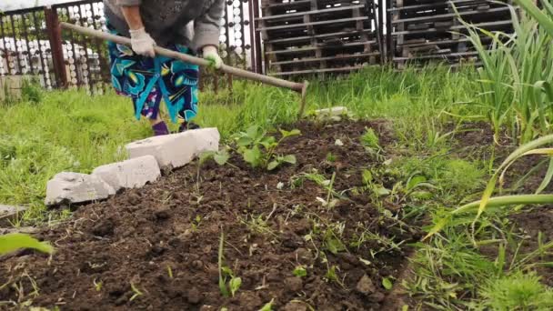 Plan Rapproché Femme Cultivant Terrain Dans Jardin — Video