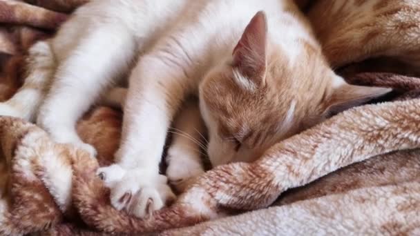 Крупным Планом Снимок Красивой Кошки Отдыхающей Одеяле — стоковое видео
